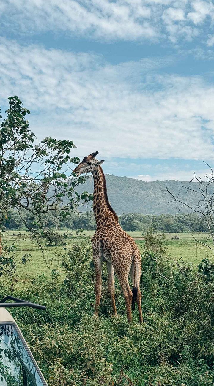Arusha Safari