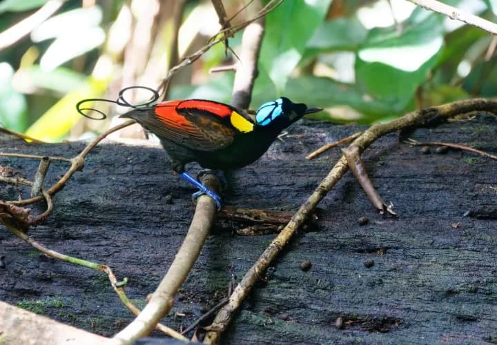 Birds of Paradise & Equator Crossing