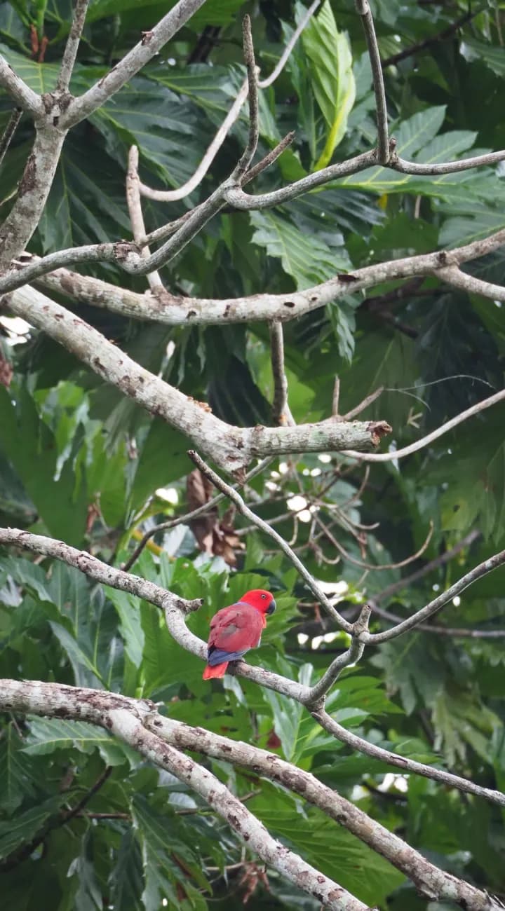 Birds of Paradise & Reefs of Gam Island