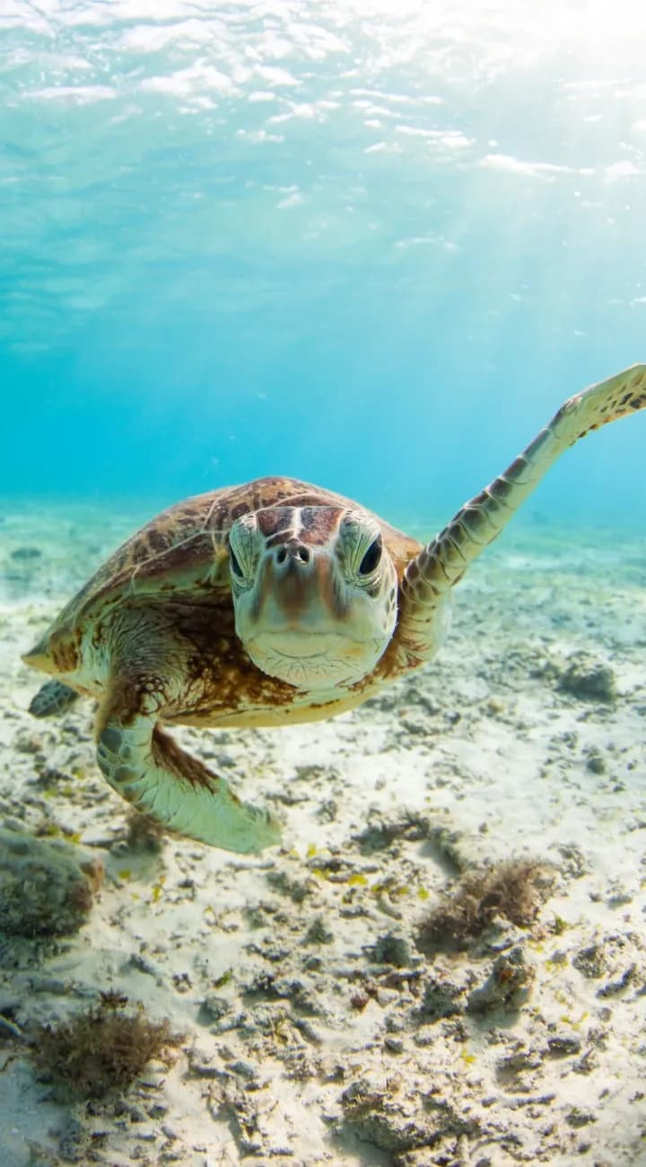 Zamami Island and Base Camp