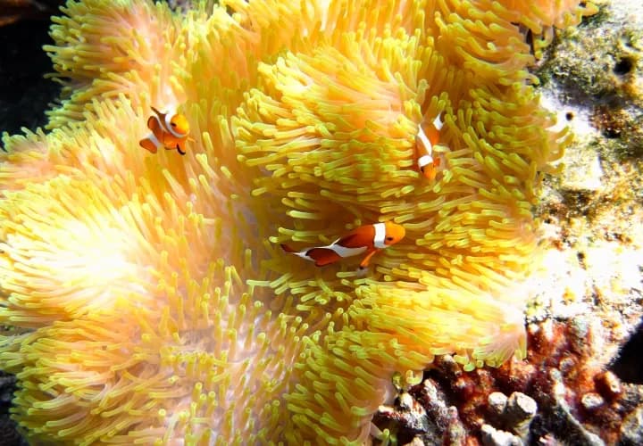 Private Snorkelling, Half-Moon Reef and Coral Mountain