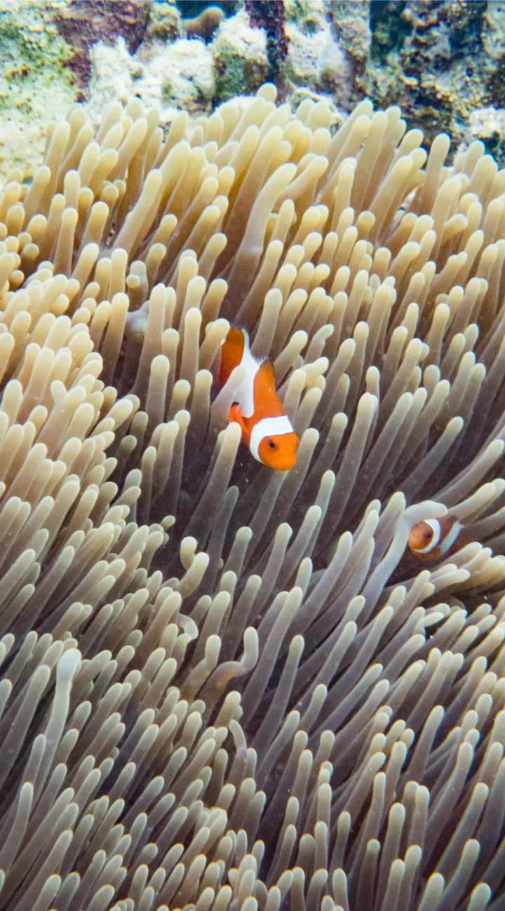 Private Snorkelling at Half-Moon Reef and Coral Mountain.