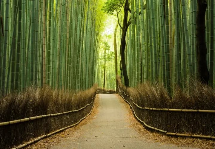Arashiyama Bamboo Grove and Osaka Arrival