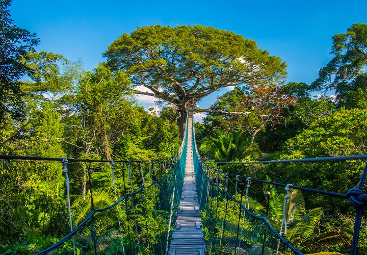 Canopy Tower Walk
