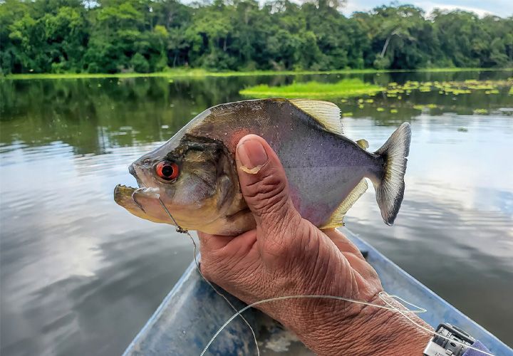 Piranha Fishing at Yacumama