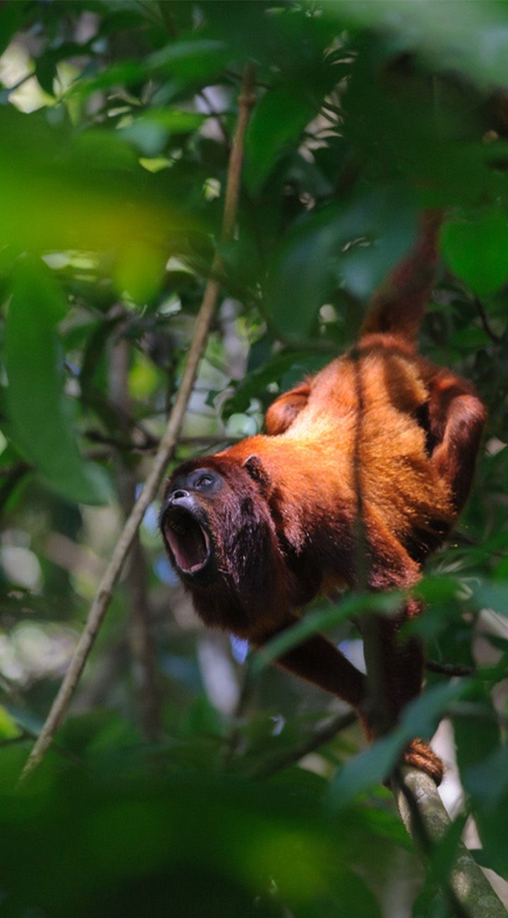 Lake Sandoval – Still Waters, Wild Eyes