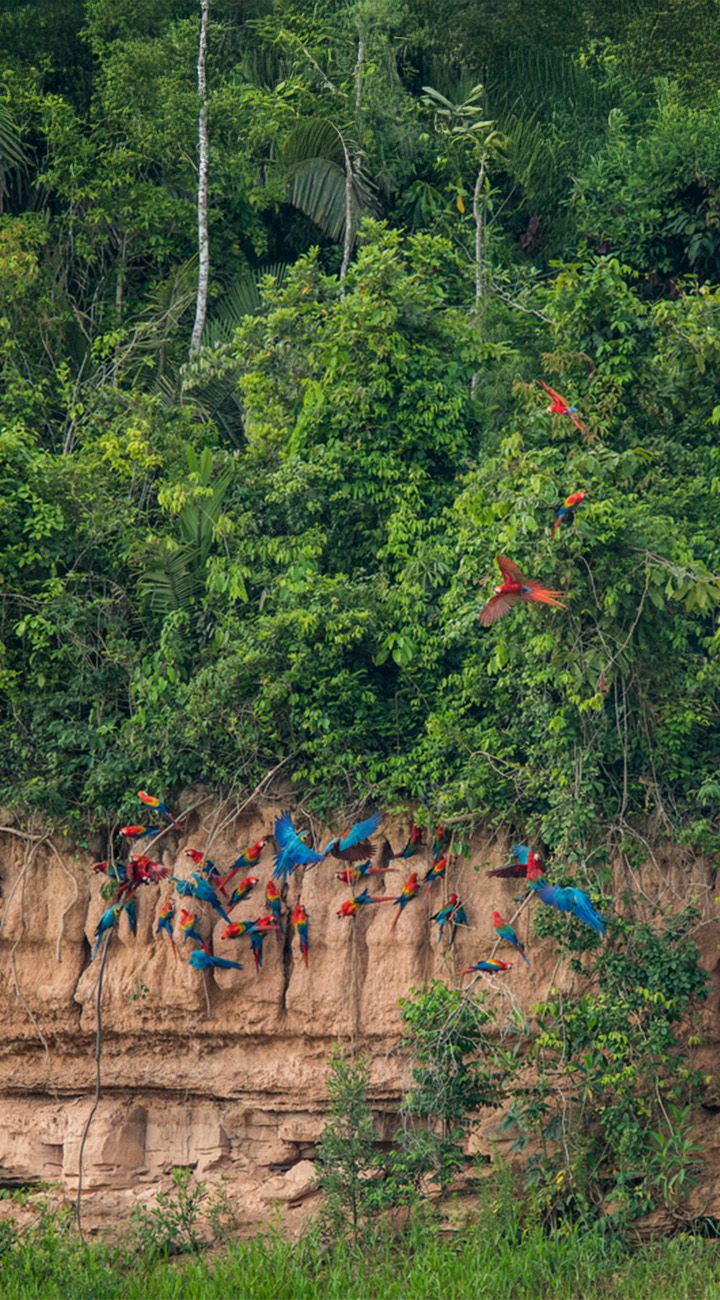 Clay Lick, Jungle Heights & Piranha Fishing