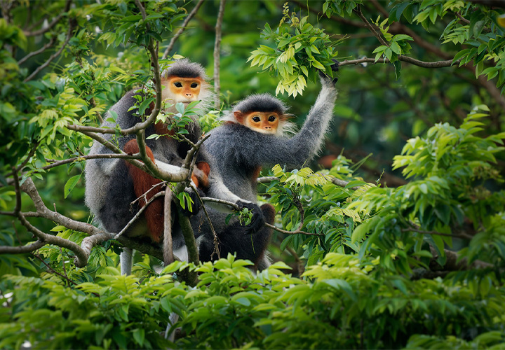 Cuc Phuong Primate Centre Visit