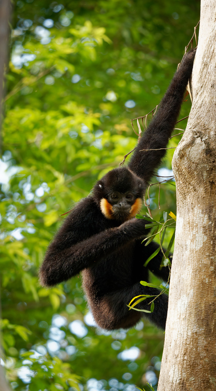 Primate Encounters & Mai Chau