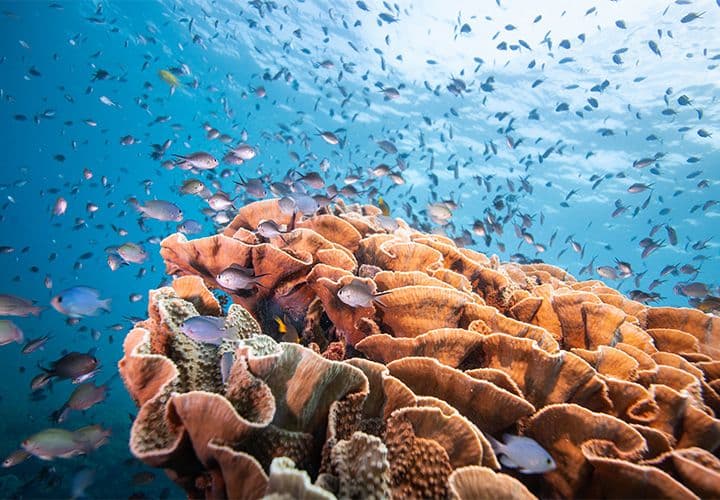 Koh Tao Snorkelling + Koh Nang Yuan