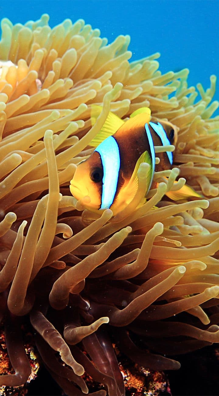 Snorkel Safari + Koh Nang Yuan