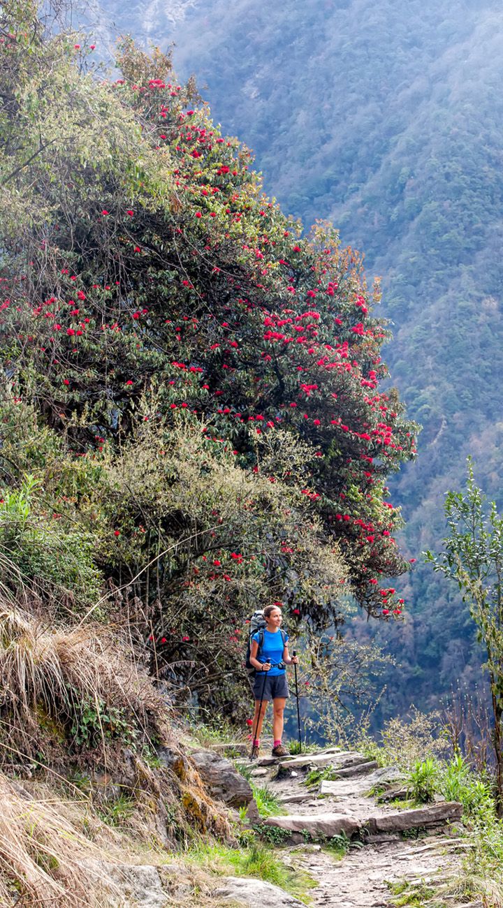 Ghorepani’s Rhododendron Trails