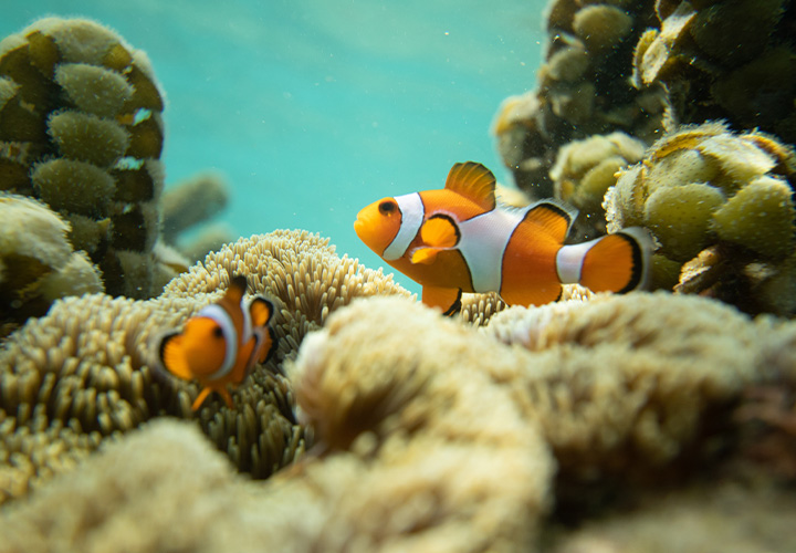 Coral Restoration Snorkel