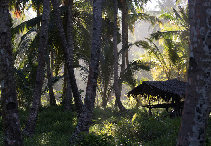 Rainforest Walk (Optional)