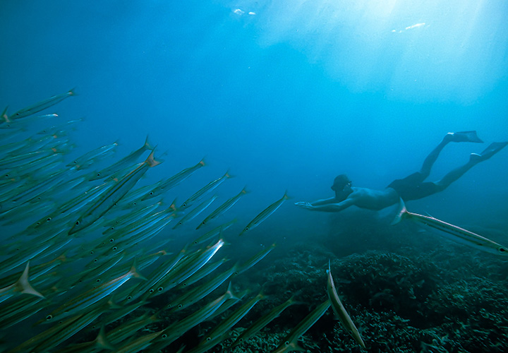 SUP / Kayaking / Snorkelling