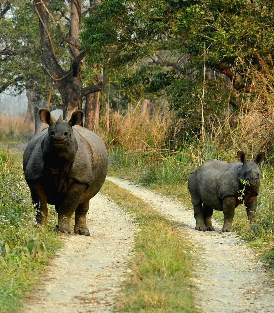 Into the Chitwan Jungle
