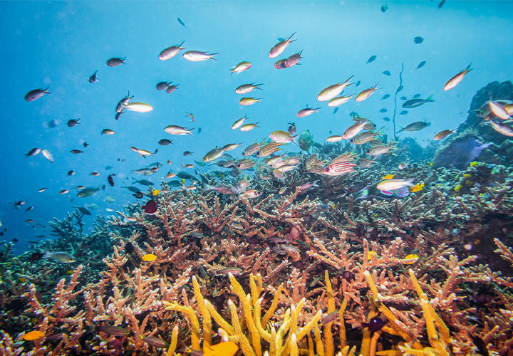 Koh Tao Snorkel Trip