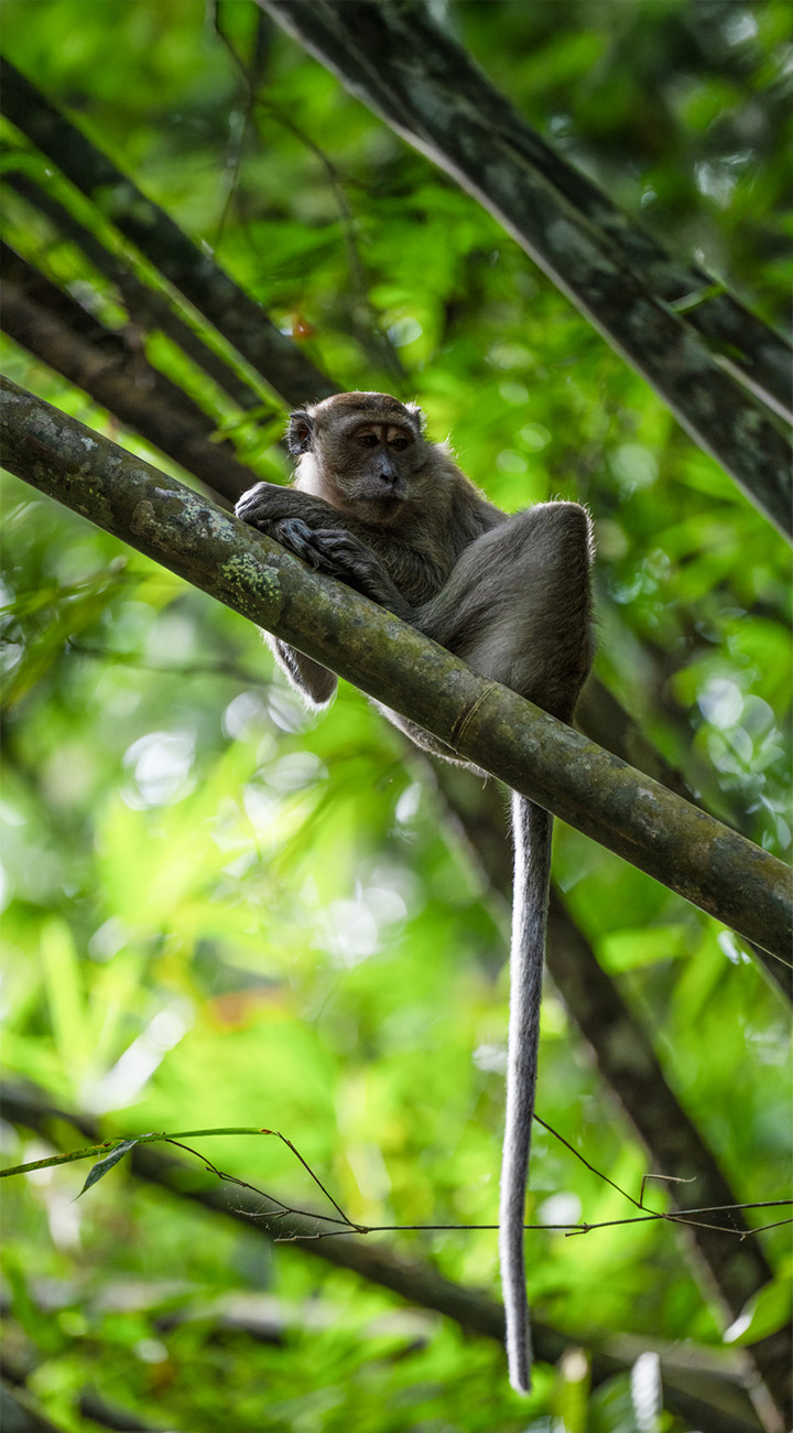 Into the Jungle: Khao Sok
