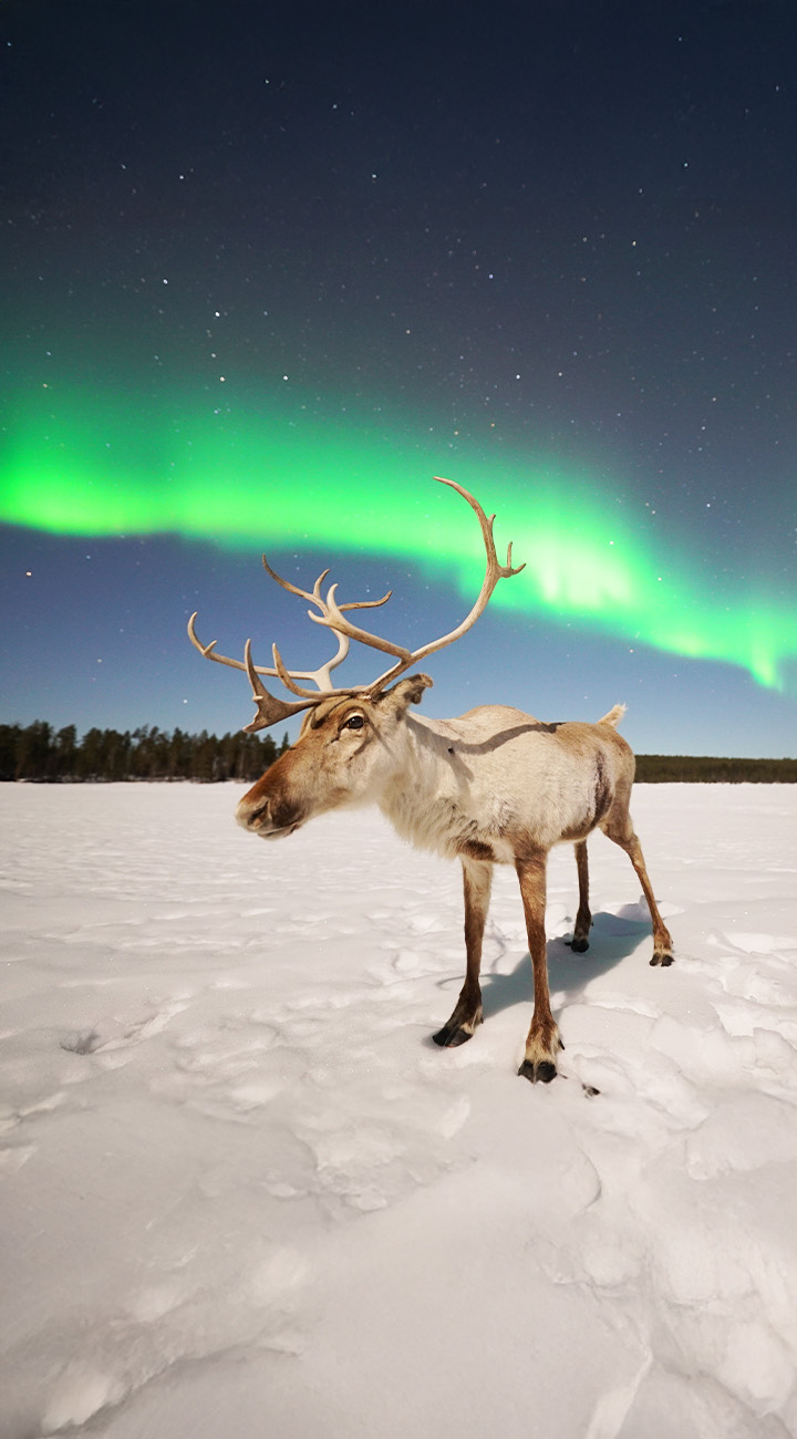 Ice Fishing Tales & Reindeer Whispers