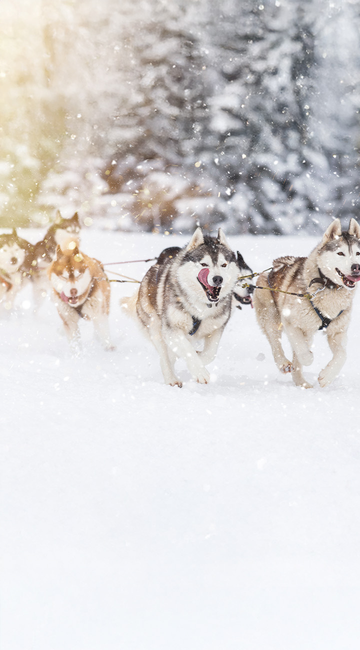 Mush, Hug, Repeat: A Morning with Huskies