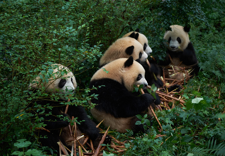 Chengdu Panda Base & Teahouse Afternoon