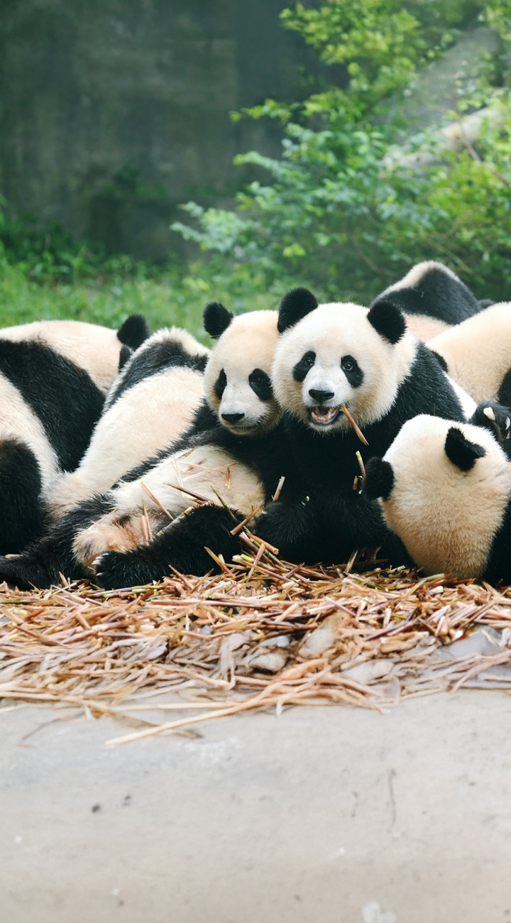 Pandas & People’s Park