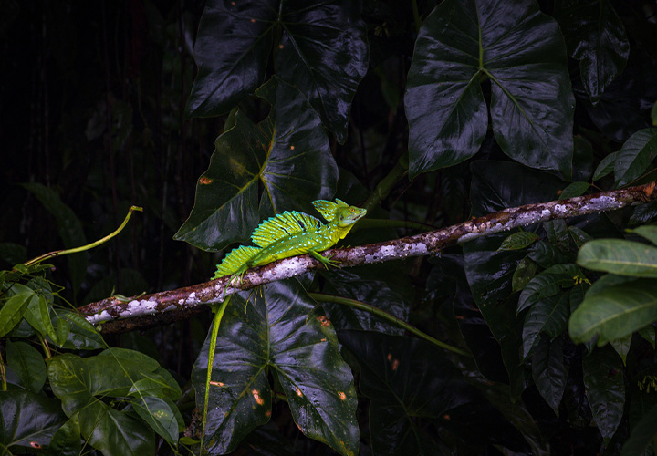 Monteverde Night Walk