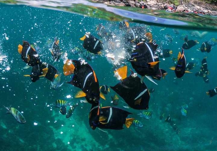 Caño Island Snorkelling