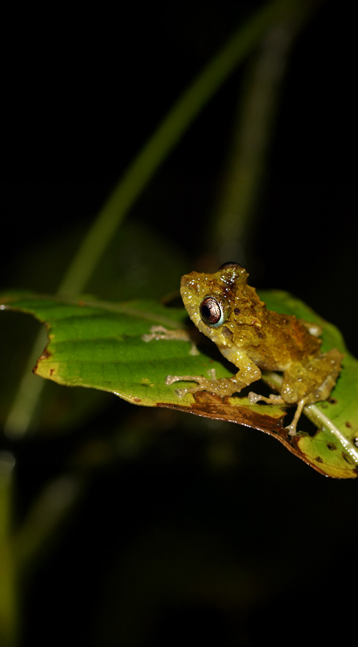 Into the Clouds – Monteverde Bound
