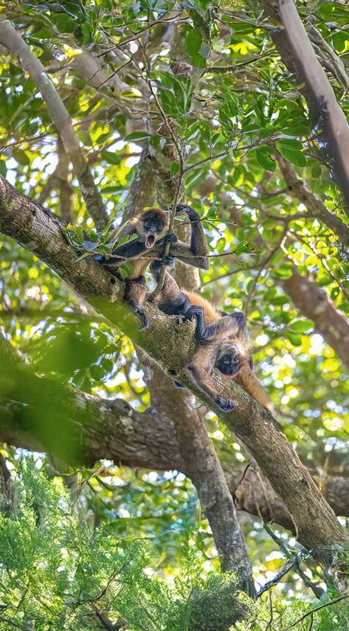 Beach & Biodiversity – Manuel Antonio Park