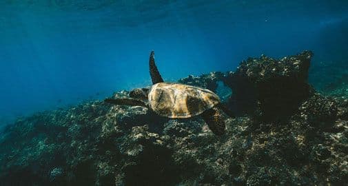 Snorkelling Lava Tunnels in Galapagos