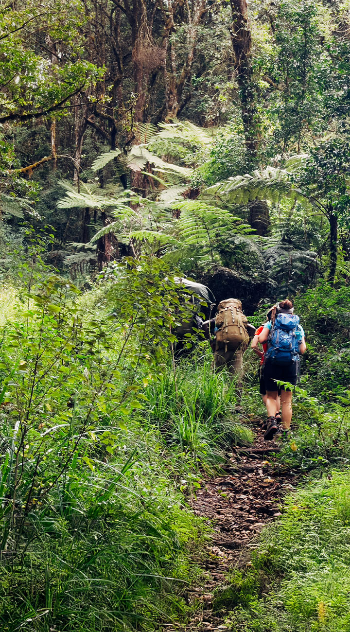 Mweka Camp to Moshi – Back to Earth