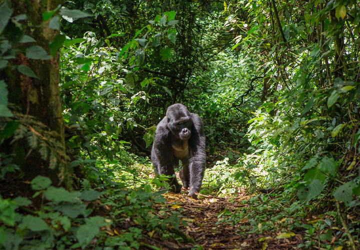 Gorilla Trekking – Bwindi