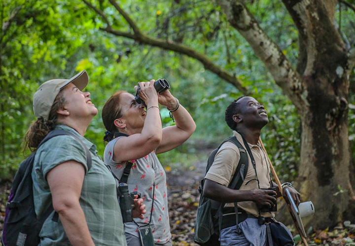 Chimpanzee Tracking – Kibale