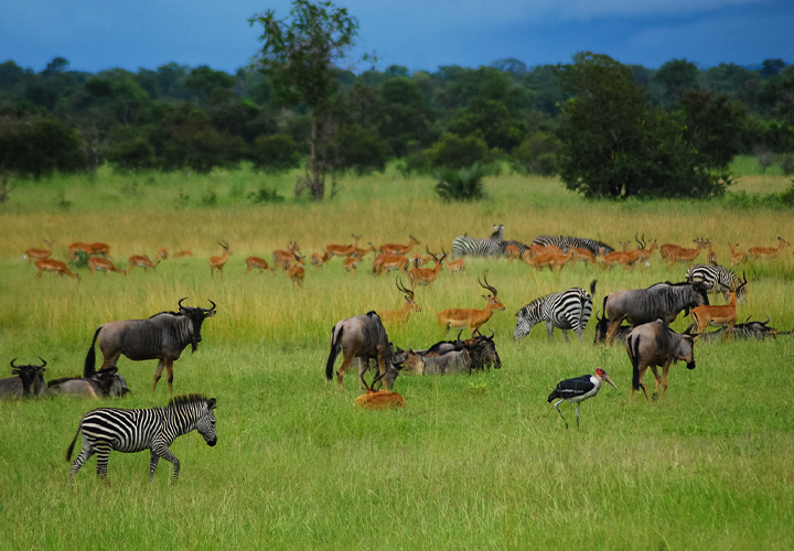 Game Drive – Kasenyi