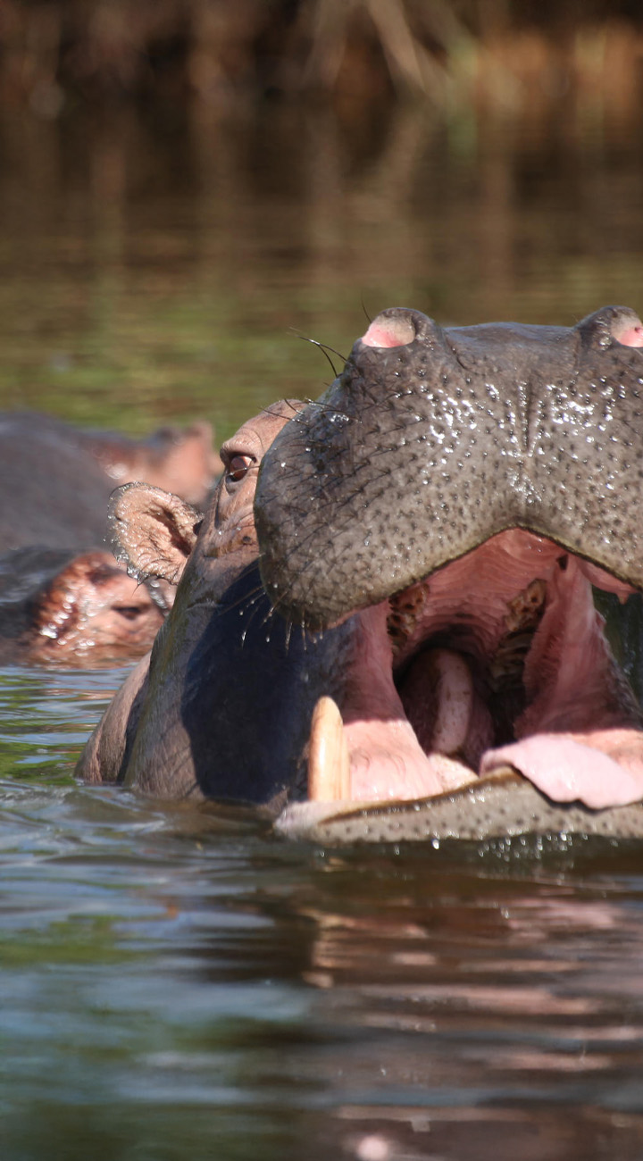 Mburo: Horns, Hippos & Open Road
