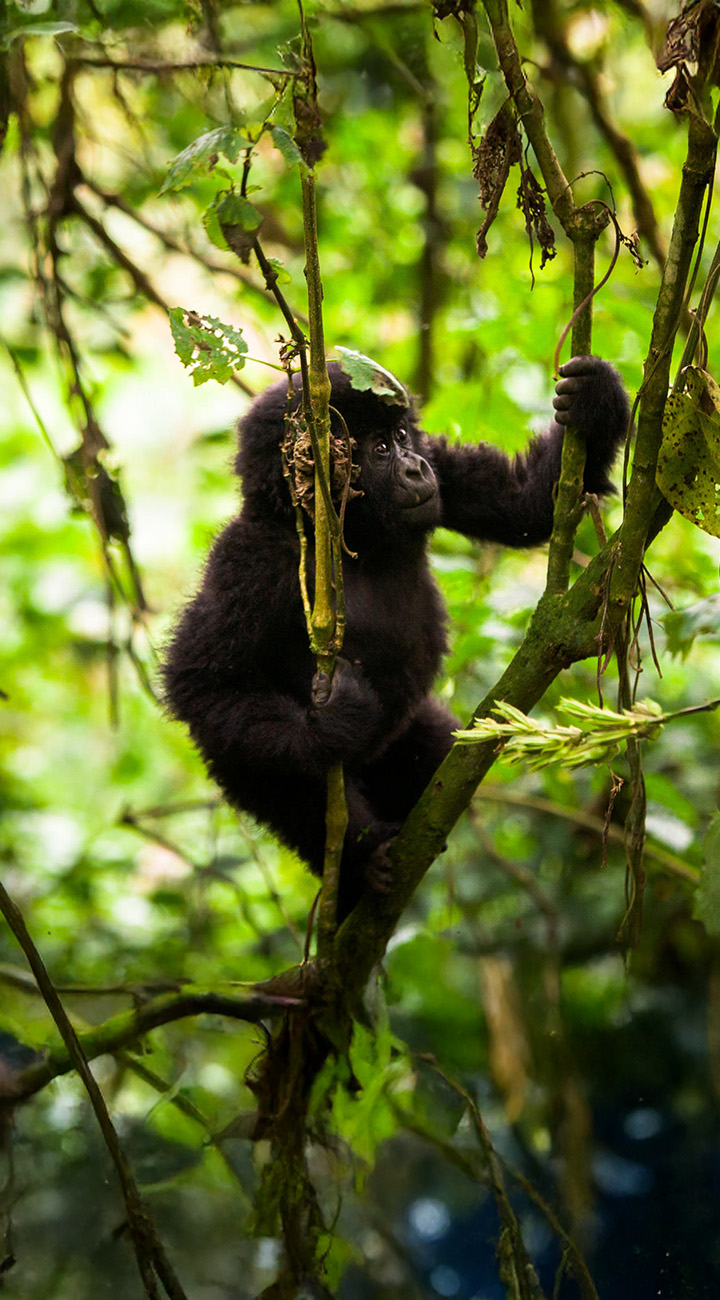 Into Bwindi: Eye to Eye with Gorillas