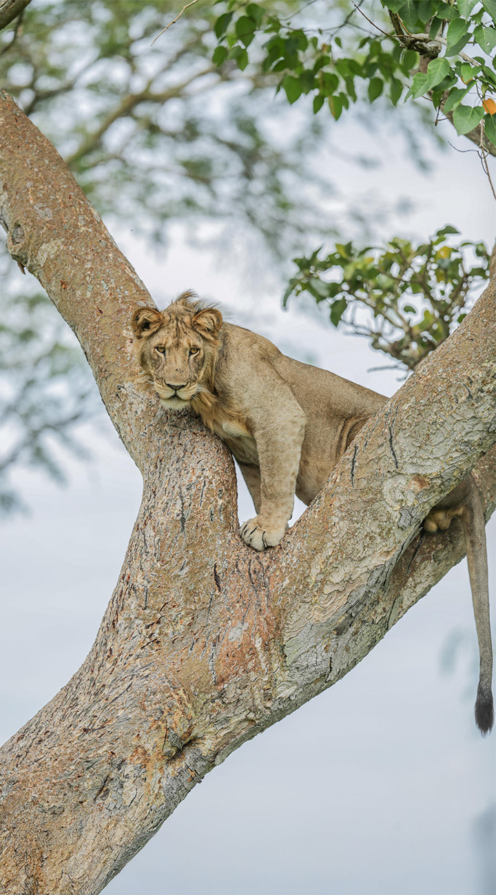 Ishasha: Tree Lions & Dust Trails