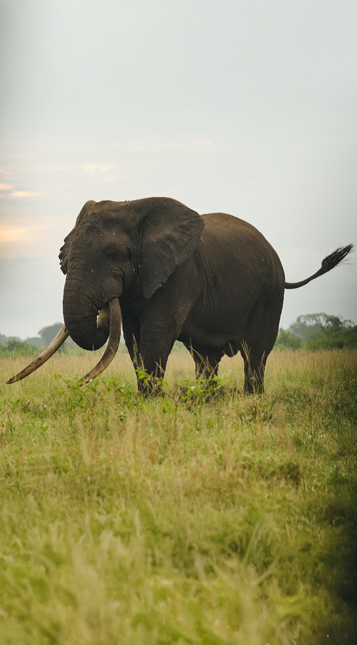 Channel Cruising & Lion Tracking