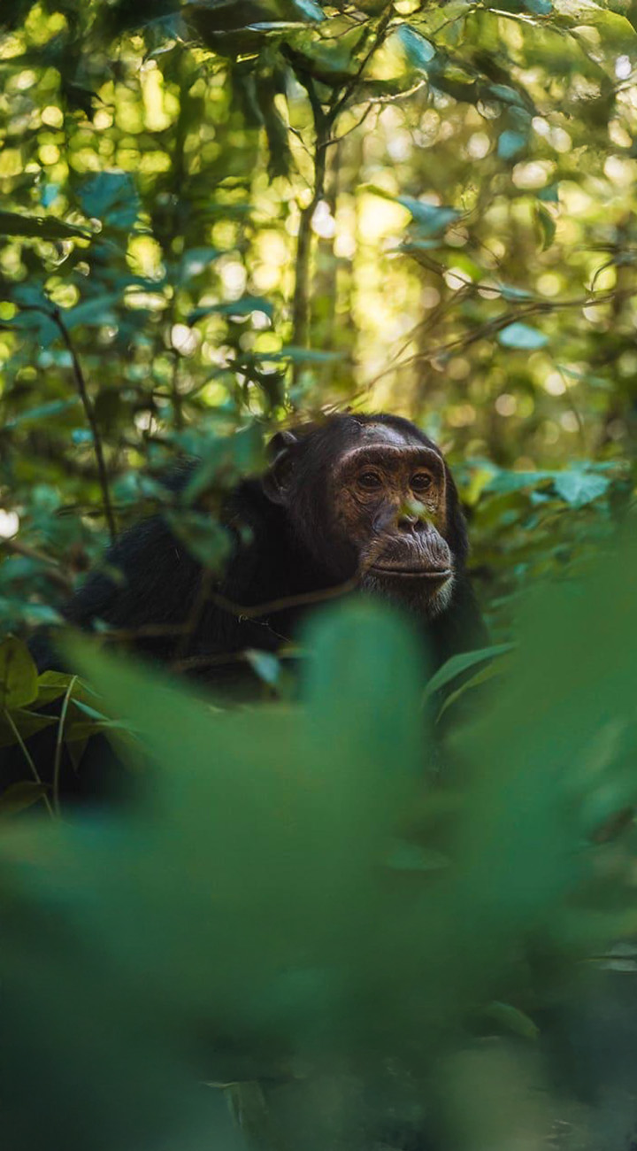 Kibale: The Chimp Chapter