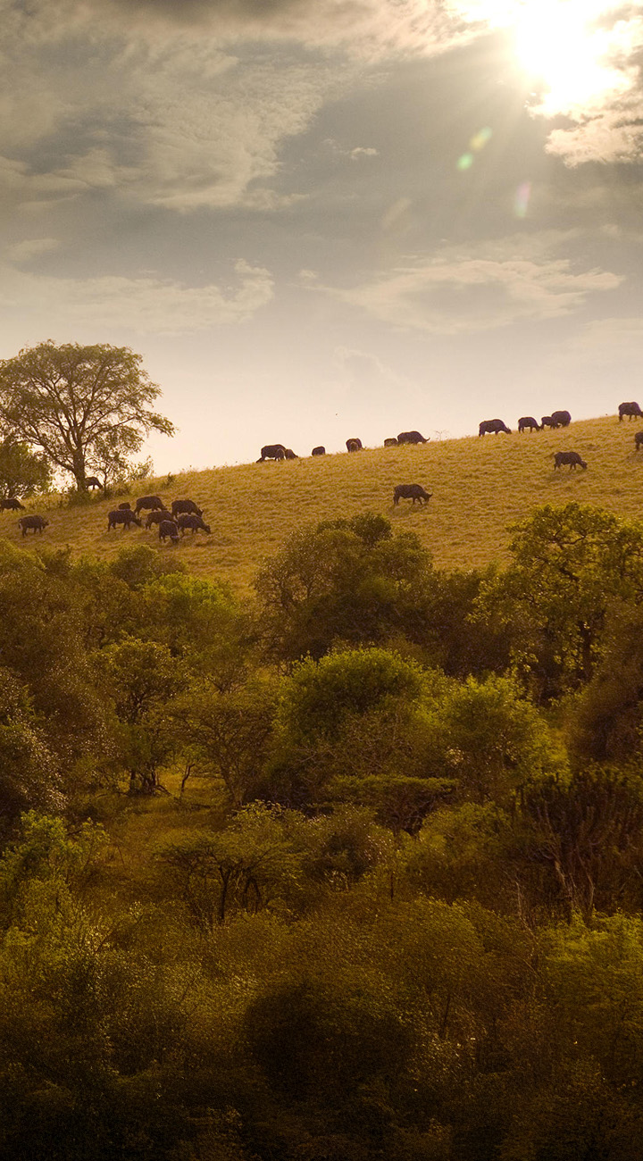 Last Glimpse, Long Goodbye