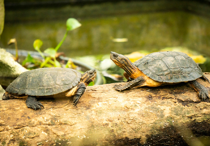 Cuc Phuong Wildlife Visit