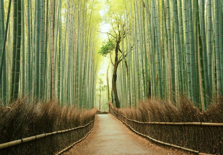 Arashiyama Bamboo Grove