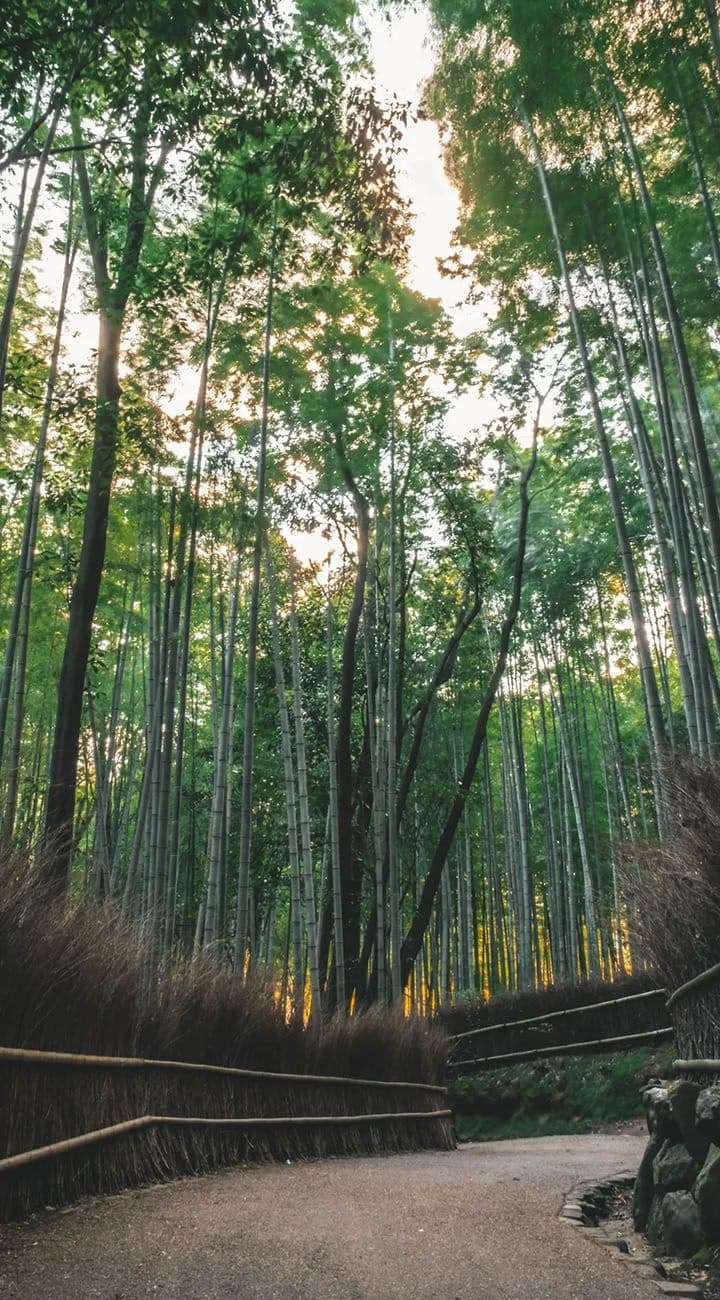 Arashiyama Bamboo & Free Time