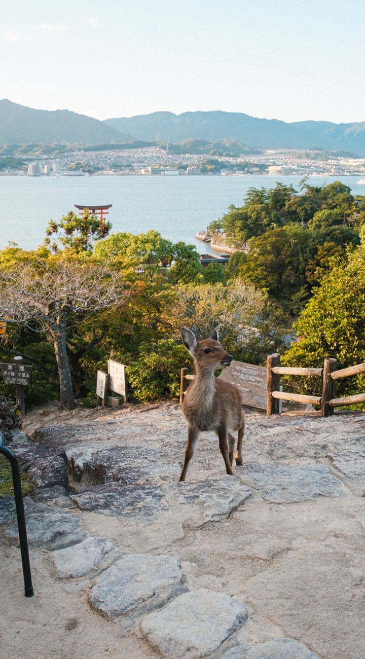 Miyajima & Hiroshima Reflection
