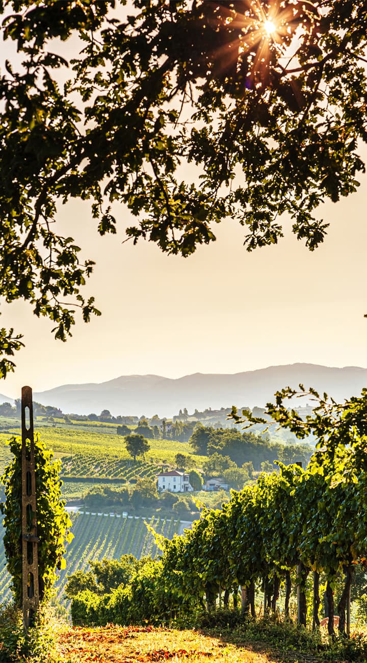 Chianti E-Bikes & Wine Country Magic