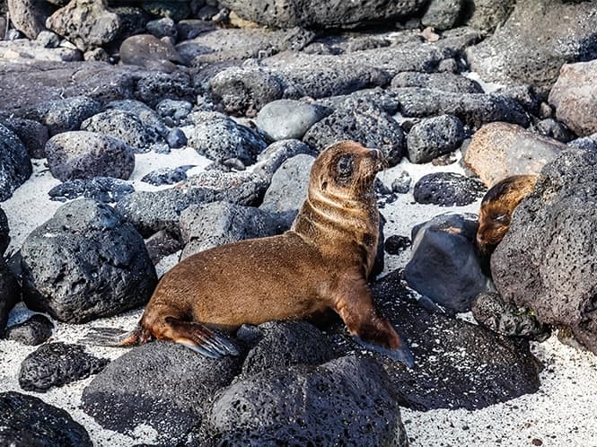 Boat Trip to Lobos Island (Optional, Day 4)