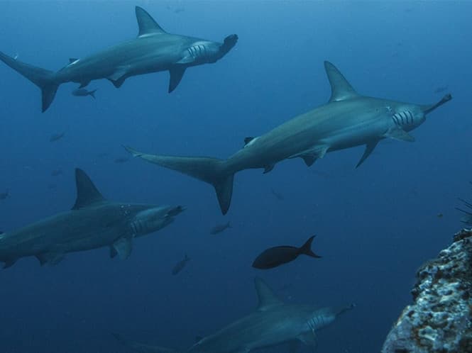 Kicker Rock Snorkelling Tour, San Cristóbal (Optional, Day 4)