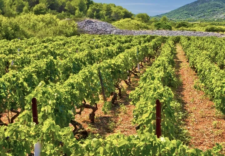 Vis Vineyards
