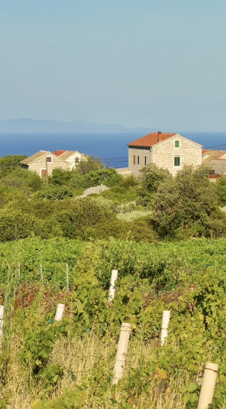 Vineyard Hop In Vis